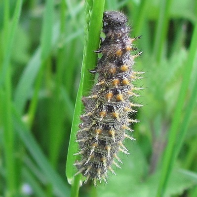 Bruco da ID - Vanessa atalanta, Nymphalidae